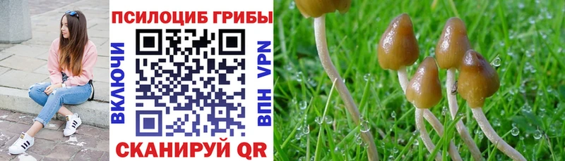 Псилоцибиновые грибы Cubensis  закладки  Верещагино 